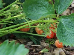 Erdbeere 'Florence' -Deutschland Garten Funk Verkaufs-Shop erdbeere florence m017047 w 1