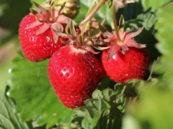Erdbeere 'Lucky Berry' ®