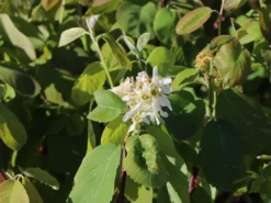 Erlenblättrige Felsenbirne 'Northline' -Deutschland Garten Funk Verkaufs-Shop erlenblaettrige felsenbirne northline m103370 w 0