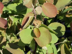 Erlenblättrige Felsenbirne 'Northline' -Deutschland Garten Funk Verkaufs-Shop erlenblaettrige felsenbirne northline m103370 w 1