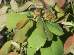 Erlenblättrige Felsenbirne 'Northline' -Deutschland Garten Funk Verkaufs-Shop erlenblaettrige felsenbirne northline m103370 w 2