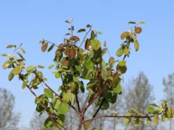 Erlenblättrige Felsenbirne 'Northline' -Deutschland Garten Funk Verkaufs-Shop erlenblaettrige felsenbirne northline m103370 w 3