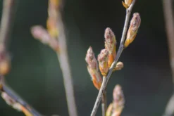 Essbare Felsenbirne 'Ballerina' -Deutschland Garten Funk Verkaufs-Shop essbare felsenbirne ballerina m009780 1028040 0