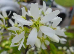 Essbare Felsenbirne 'Ballerina' -Deutschland Garten Funk Verkaufs-Shop essbare felsenbirne ballerina m009780 433422 0