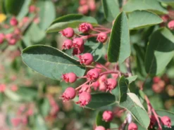 Essbare Felsenbirne 'Ballerina' -Deutschland Garten Funk Verkaufs-Shop essbare felsenbirne ballerina m009780 w 0