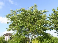 Essbare Felsenbirne 'Ballerina' -Deutschland Garten Funk Verkaufs-Shop essbare felsenbirne ballerina m009780 w 1