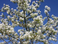 Essbare Felsenbirne 'Ballerina' -Deutschland Garten Funk Verkaufs-Shop essbare felsenbirne ballerina m009780 w 3