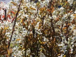 Essbare Felsenbirne 'Ballerina' -Deutschland Garten Funk Verkaufs-Shop essbare felsenbirne ballerina m009780 w 4