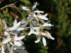 Essbare Felsenbirne 'Ballerina' -Deutschland Garten Funk Verkaufs-Shop essbare felsenbirne ballerina m009780 w 5