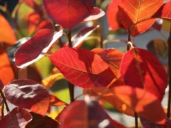 Essbare Felsenbirne 'Ballerina' -Deutschland Garten Funk Verkaufs-Shop essbare felsenbirne ballerina m009780 w 6