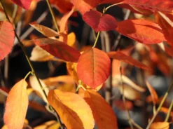 Essbare Felsenbirne 'Ballerina' -Deutschland Garten Funk Verkaufs-Shop essbare felsenbirne ballerina m009780 w 7