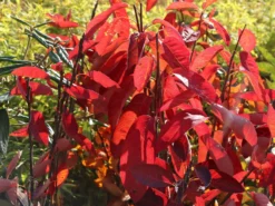 Essbare Felsenbirne 'Ballerina' -Deutschland Garten Funk Verkaufs-Shop essbare felsenbirne ballerina m009780 w 8