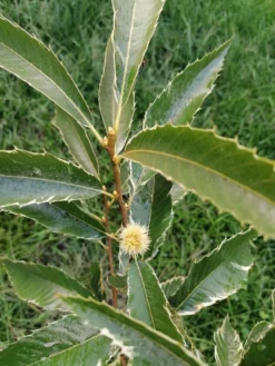 Esskastanie 'Argenteovariegata' -Deutschland Garten Funk Verkaufs-Shop esskastanie argenteovariegata m078891 995194 0