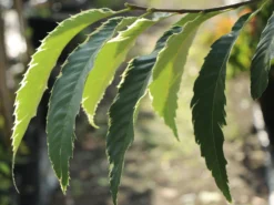 Esskastanie 'Argenteovariegata' -Deutschland Garten Funk Verkaufs-Shop esskastanie argenteovariegata m078891 w 1