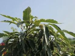 Esskastanie 'Argenteovariegata' -Deutschland Garten Funk Verkaufs-Shop esskastanie argenteovariegata m078891 w 2