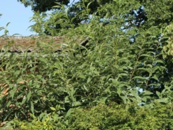 Esskastanie 'Argenteovariegata' -Deutschland Garten Funk Verkaufs-Shop esskastanie argenteovariegata m078891 w 3