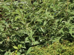 Esskastanie 'Argenteovariegata' -Deutschland Garten Funk Verkaufs-Shop esskastanie argenteovariegata m078891 w 4