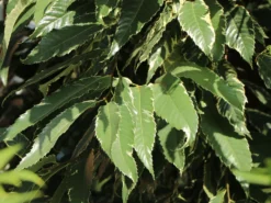 Esskastanie 'Argenteovariegata' -Deutschland Garten Funk Verkaufs-Shop esskastanie argenteovariegata m078891 w 5