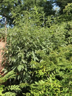 Esskastanie 'Argenteovariegata' -Deutschland Garten Funk Verkaufs-Shop esskastanie argenteovariegata m078891 w 6