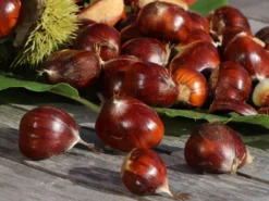 Esskastanie 'Marlhac' -Deutschland Garten Funk Verkaufs-Shop esskastanie marlhac m056495 w 0