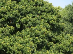 Esskastanie 'Marlhac' -Deutschland Garten Funk Verkaufs-Shop esskastanie marlhac m056495 w 1