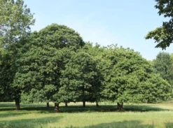 Esskastanie 'Marlhac' -Deutschland Garten Funk Verkaufs-Shop esskastanie marlhac m056495 w 2