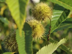 Esskastanie 'Marlhac' -Deutschland Garten Funk Verkaufs-Shop esskastanie marlhac m056495 w 4