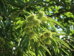 Esskastanie 'Marsol' -Deutschland Garten Funk Verkaufs-Shop esskastanie marsol m056497 w 1