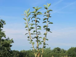 Familienbaum Apfel '3 Sorten Als Spalier Gezogen'