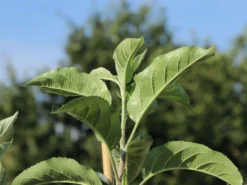 Familienbaum Apfel '3 Sorten Als Spalier Gezogen' -Deutschland Garten Funk Verkaufs-Shop familienbaum apfel 3 sorten als spalier gezogen m113602 w 1