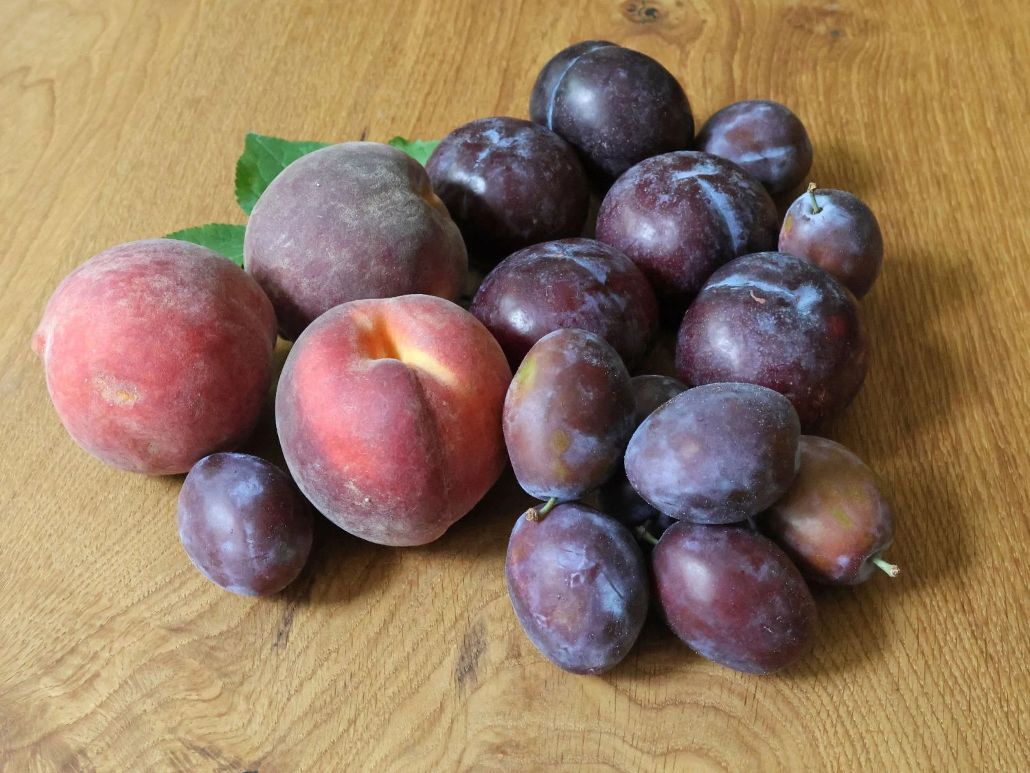 Familienbaum 'Prunus Mit 3 Unterschiedlichen Früchten' 1 Familienbaum 'Prunus Mit 3 Unterschiedlichen Früchten'