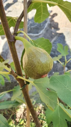 Feige 'Brown Turkey' -Deutschland Garten Funk Verkaufs-Shop feige brown turkey m058301 1039824 0