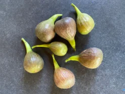 Feige 'Brown Turkey' -Deutschland Garten Funk Verkaufs-Shop feige brown turkey m058301 1099730 1