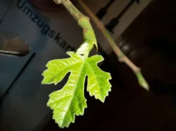 Feige 'Brown Turkey' -Deutschland Garten Funk Verkaufs-Shop feige brown turkey m058301 1328917 0