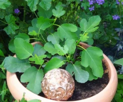 Feige 'Brown Turkey' -Deutschland Garten Funk Verkaufs-Shop feige brown turkey m058301 279766 0