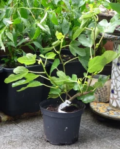 Feige 'Brown Turkey' -Deutschland Garten Funk Verkaufs-Shop feige brown turkey m058301 279766 1