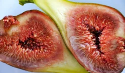 Feige 'Brown Turkey' -Deutschland Garten Funk Verkaufs-Shop feige brown turkey m058301 755651 0