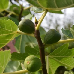 Feige 'Brown Turkey' -Deutschland Garten Funk Verkaufs-Shop feige brown turkey m058301 967669 0