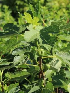 Feige 'Brown Turkey' -Deutschland Garten Funk Verkaufs-Shop feige brown turkey m058301 w 0