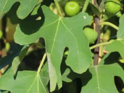 Feige 'Brown Turkey' -Deutschland Garten Funk Verkaufs-Shop feige brown turkey m058301 w 1