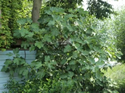 Feige 'Brown Turkey' -Deutschland Garten Funk Verkaufs-Shop feige brown turkey m058301 w 5