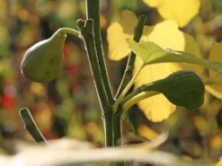 Feige 'Firoma' ® -Deutschland Garten Funk Verkaufs-Shop feige firoma m113579 w 0