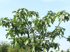 Feige 'Firoma' ® -Deutschland Garten Funk Verkaufs-Shop feige firoma m113579 w 3