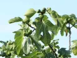 Feige 'Firoma' ® -Deutschland Garten Funk Verkaufs-Shop feige firoma m113579 w 4