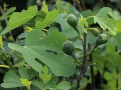 Feige 'Firoma' ® -Deutschland Garten Funk Verkaufs-Shop feige firoma m113579 w 5