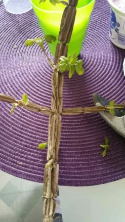 Feldahorn / Maßholder 25 Feldahorn / Maßholder -Deutschland Garten Funk Verkaufs-Shop feldahorn massholder acer campestre m000002 784627 0