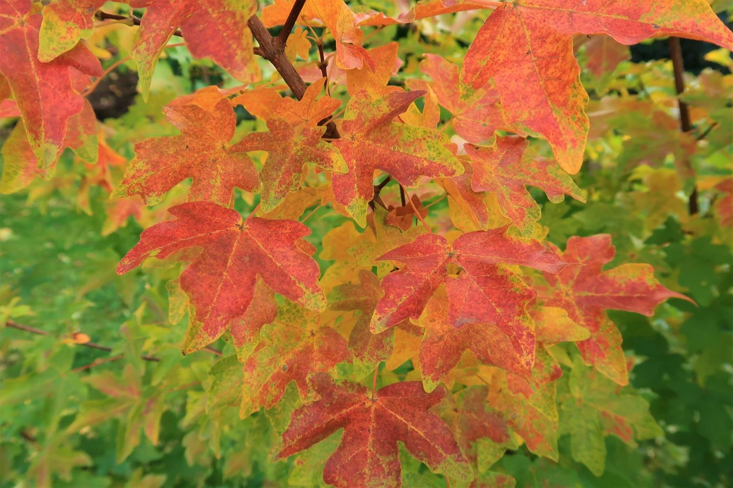 Feldahorn / Maßholder 12 Feldahorn / Maßholder – Bild 12