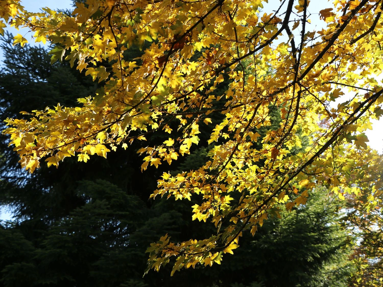 Feldahorn / Maßholder 1 Feldahorn / Maßholder