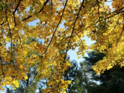 Feldahorn / Maßholder 17 Feldahorn / Maßholder -Deutschland Garten Funk Verkaufs-Shop feldahorn massholder m000002 w 0