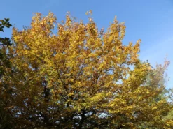 Feldahorn / Maßholder 22 Feldahorn / Maßholder -Deutschland Garten Funk Verkaufs-Shop feldahorn massholder m000002 w 1